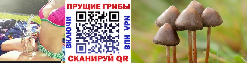 Галлюциногенные грибы Psilocybe  Чистополь 